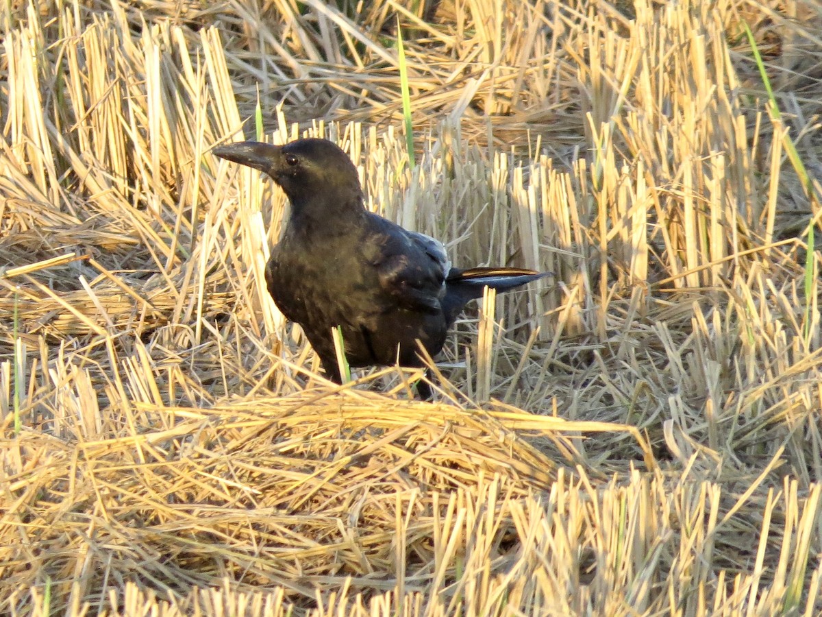 Large-billed Crow - ML427406201