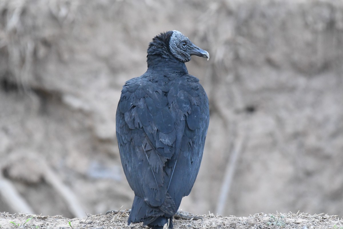 Black Vulture - ML427408361