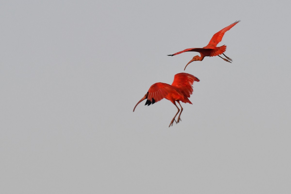 Scarlet Ibis - ML427408801