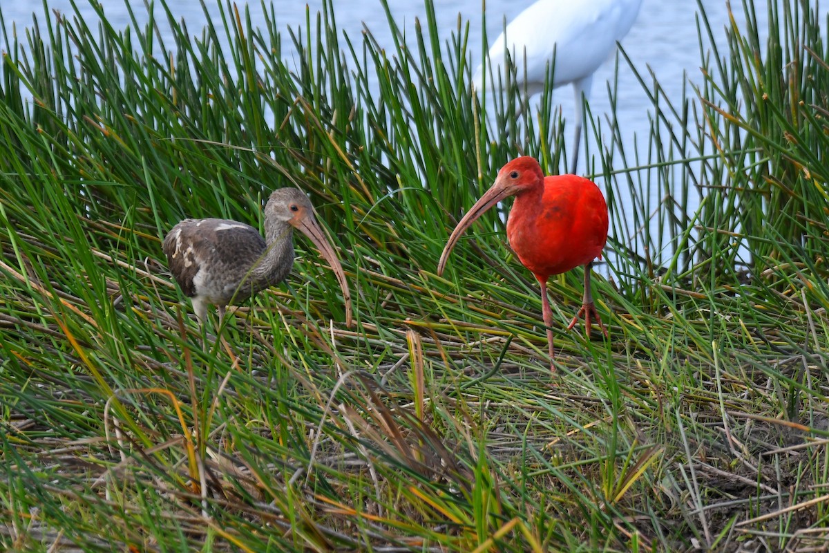 Scarlet Ibis - ML427408881