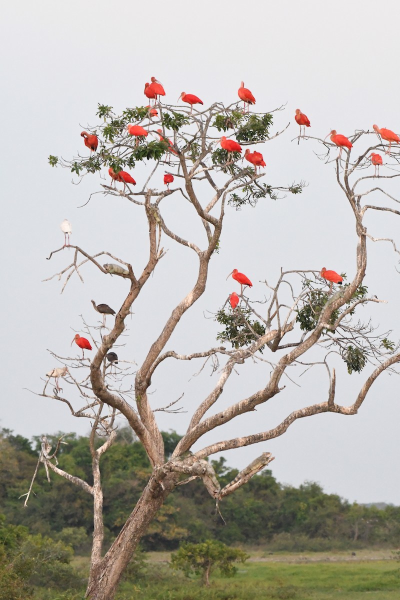 Scarlet Ibis - ML427408891