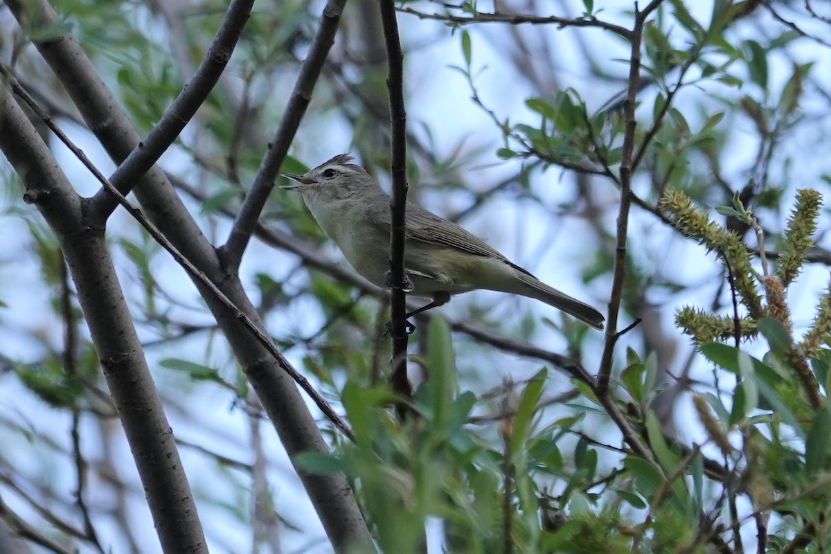 Warbling Vireo - ML427409451