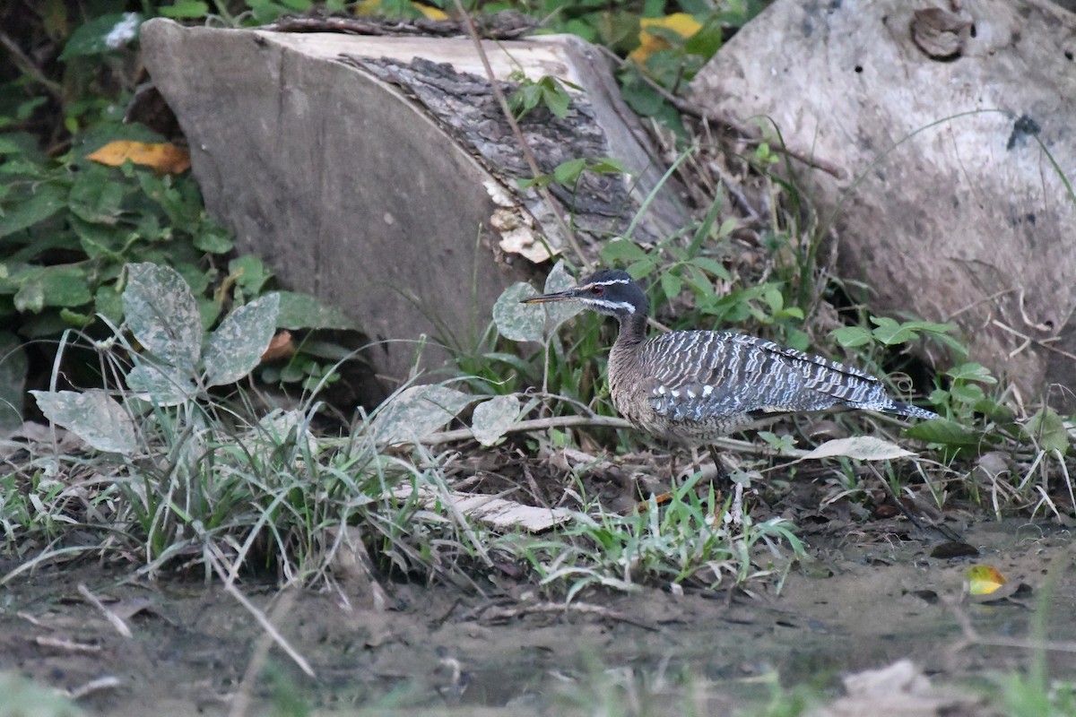 Sunbittern - ML427409461