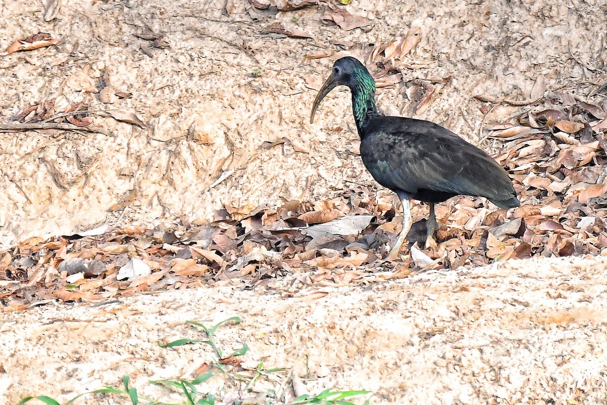 Green Ibis - ML427409701