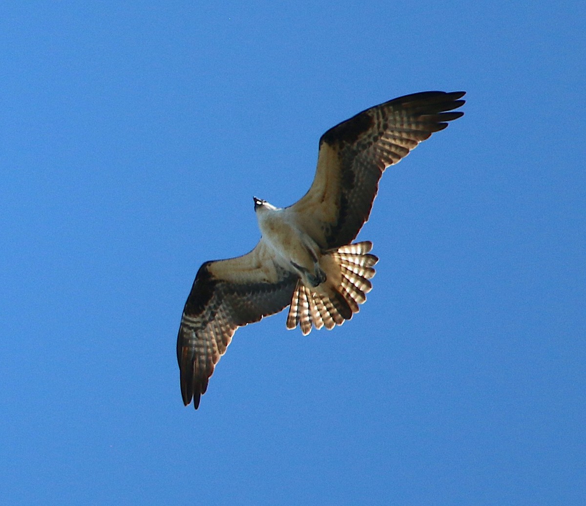 Osprey - ML427410891