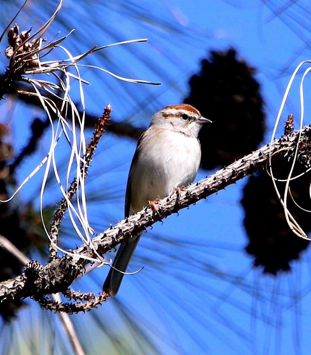 Chipping Sparrow - ML427411001