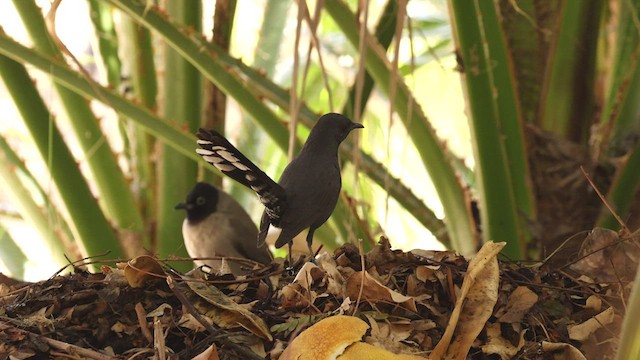 Black Scrub-Robin - ML427411651