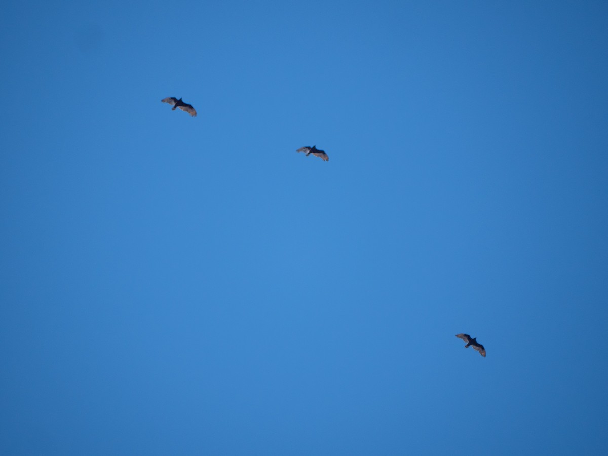 Turkey Vulture - ML427412251