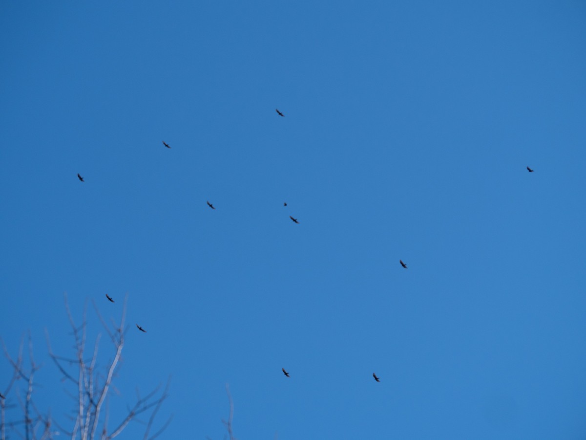 Turkey Vulture - ML427412261