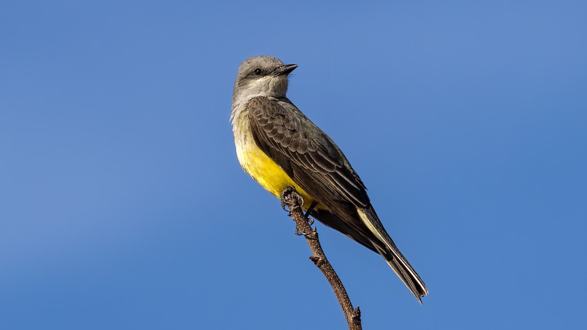 Western Kingbird - Jim Gain