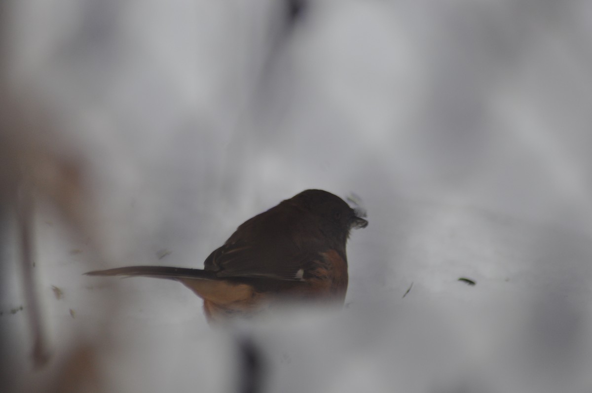 Eastern Towhee - ML42741321