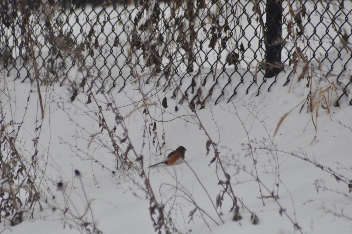 Eastern Towhee - ML42741331