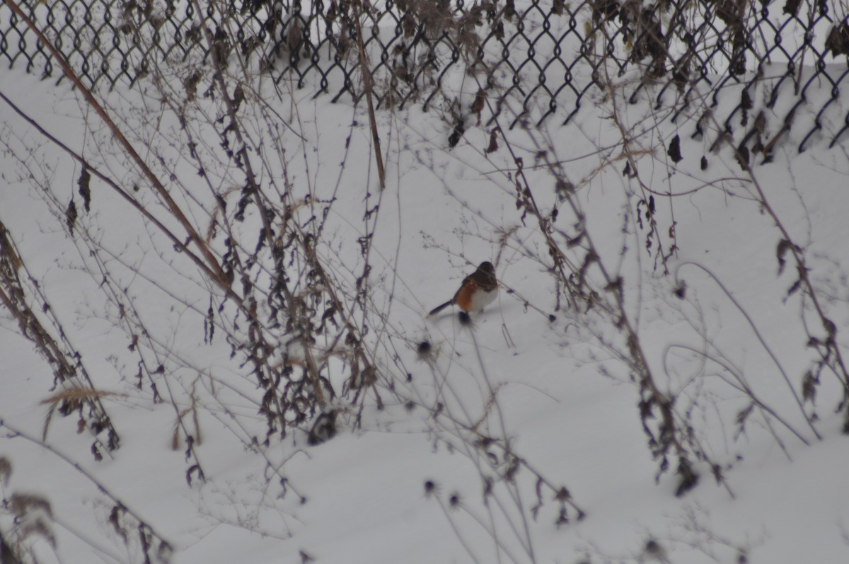 Eastern Towhee - ML42741341