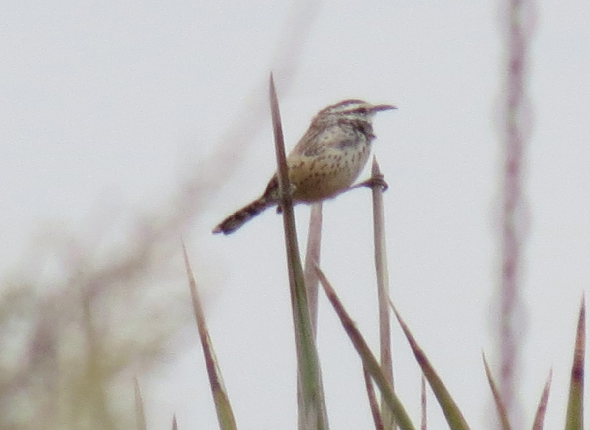 Cactus Wren - ML427414161