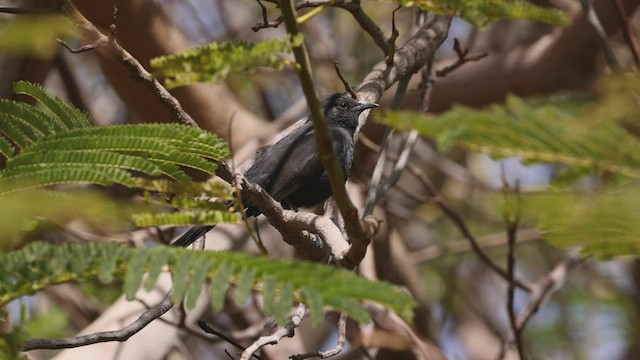 Black Scrub-Robin - ML427414201