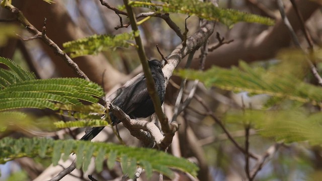 Black Scrub-Robin - ML427414491