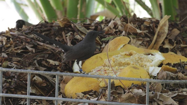 Black Scrub-Robin - ML427414691