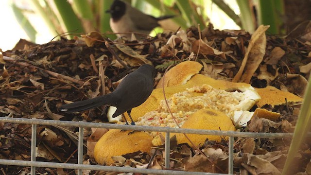 Black Scrub-Robin - ML427415141