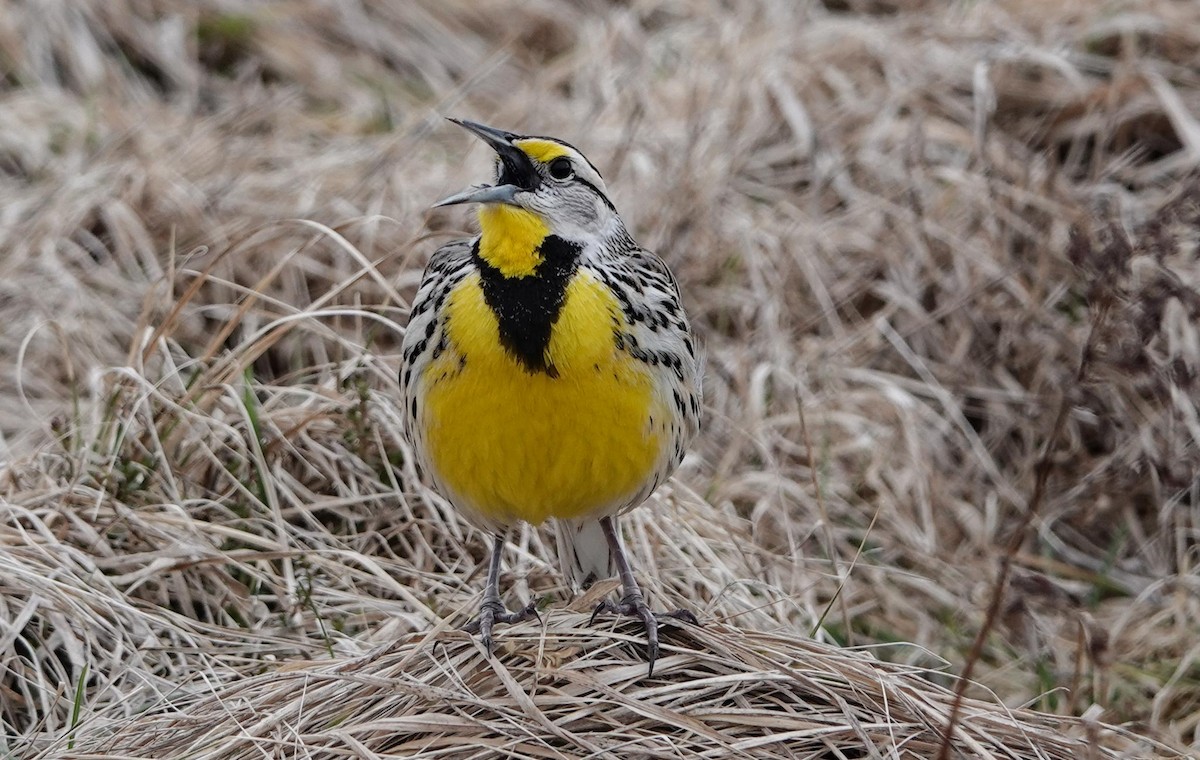 Eastern Meadowlark (Eastern) - Gale VerHague