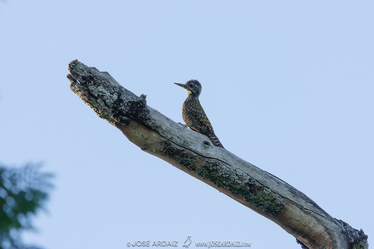 White-spotted Woodpecker - ML427417061