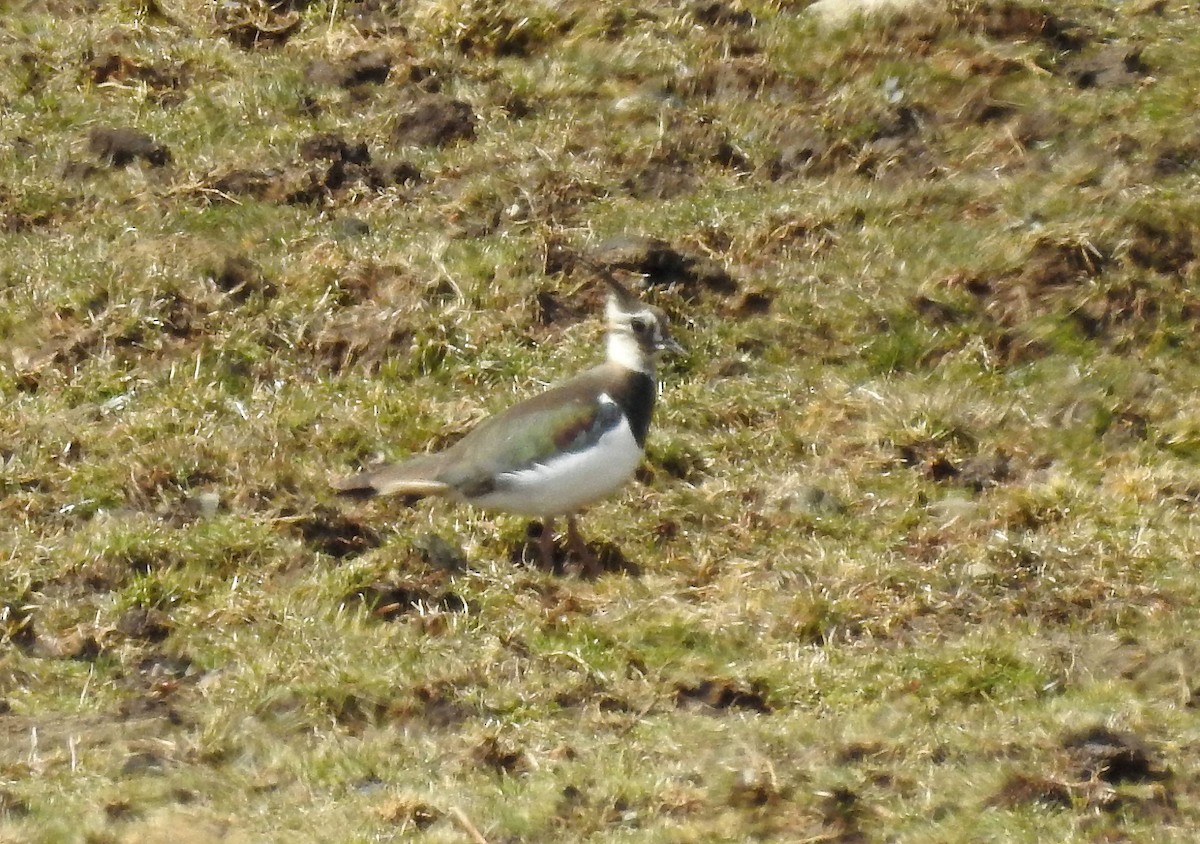 Northern Lapwing - ML427418011