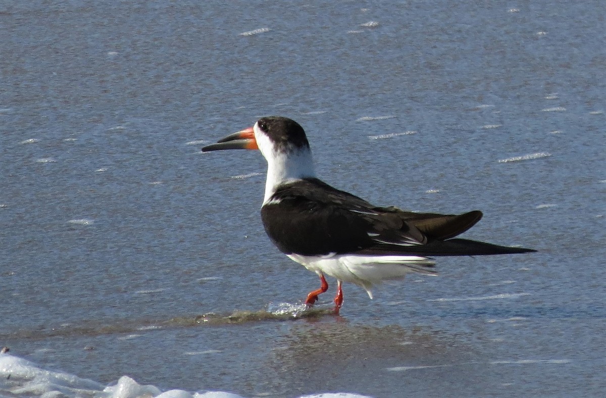 Black Skimmer - ML42742071