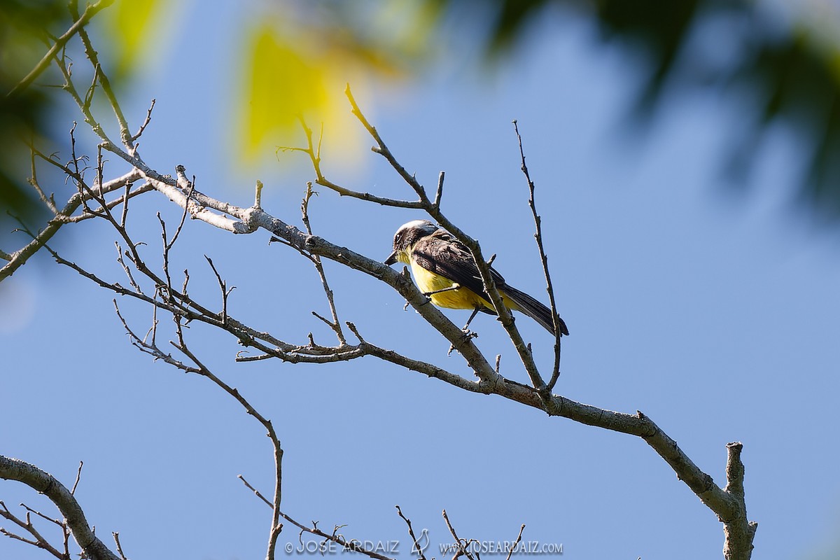 Three-striped Flycatcher - ML427422101