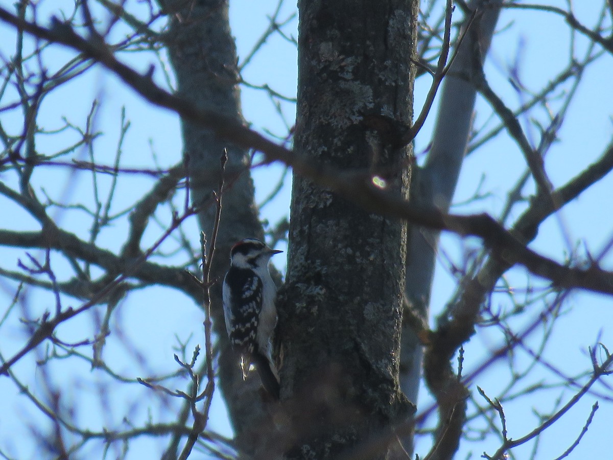 Downy Woodpecker - ML427422311