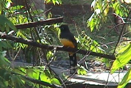 Black-headed Trogon - ML42742331