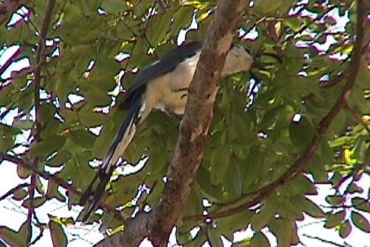 White-throated Magpie-Jay - ML42742341