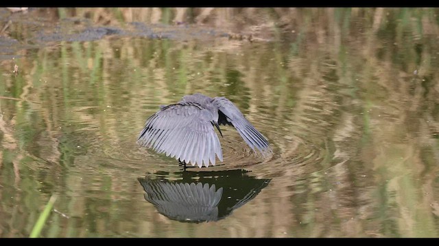 Black Heron - ML427424081