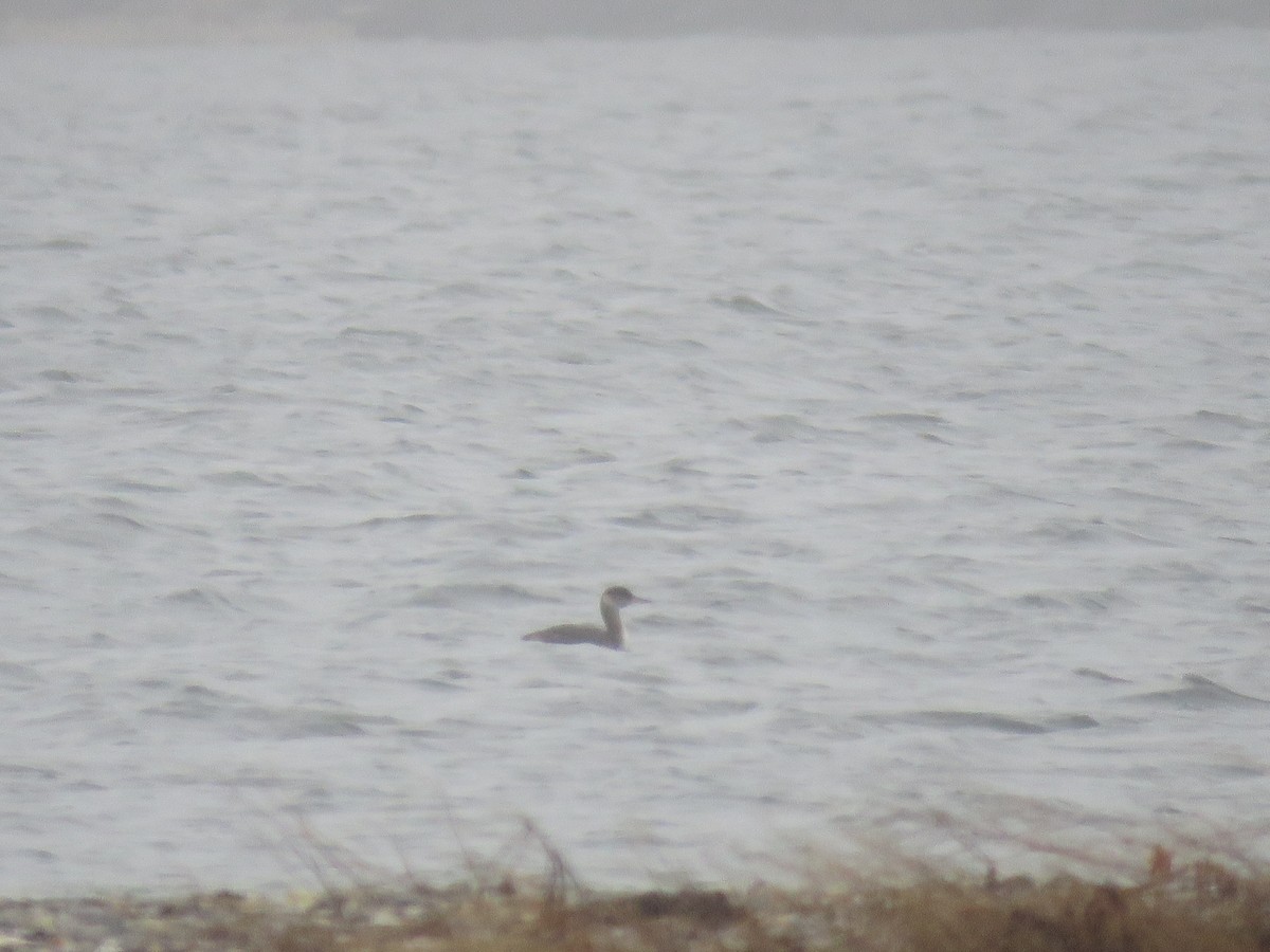 Red-necked Grebe - ML427424231