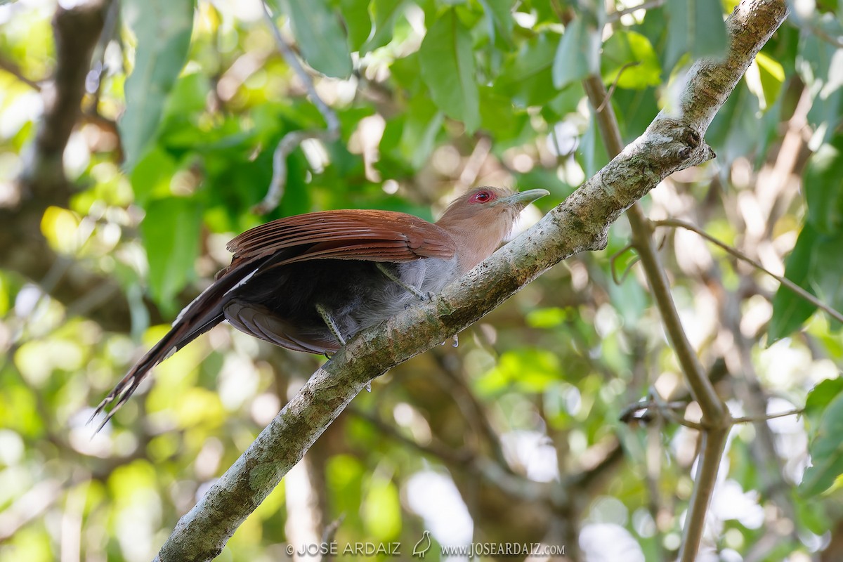 Squirrel Cuckoo (Amazonian) - ML427424361