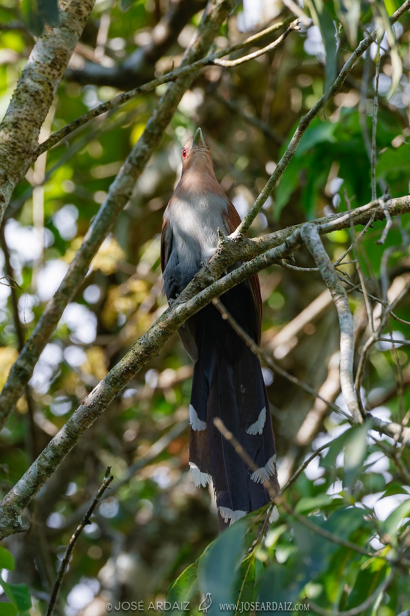 Squirrel Cuckoo (Amazonian) - ML427424371