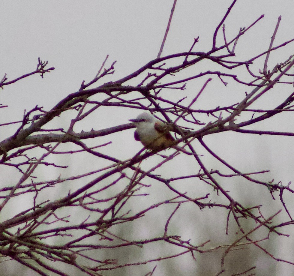 Scissor-tailed Flycatcher - ML427426061