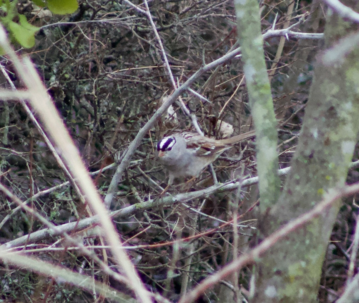White-crowned Sparrow - ML427426391