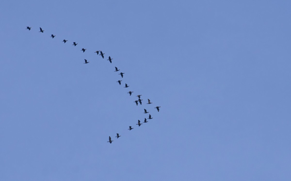 Double-crested Cormorant - ML427427081