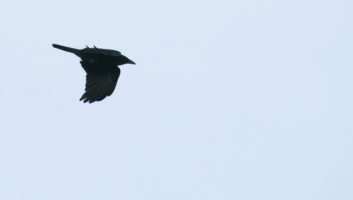 American Crow - ML427427271