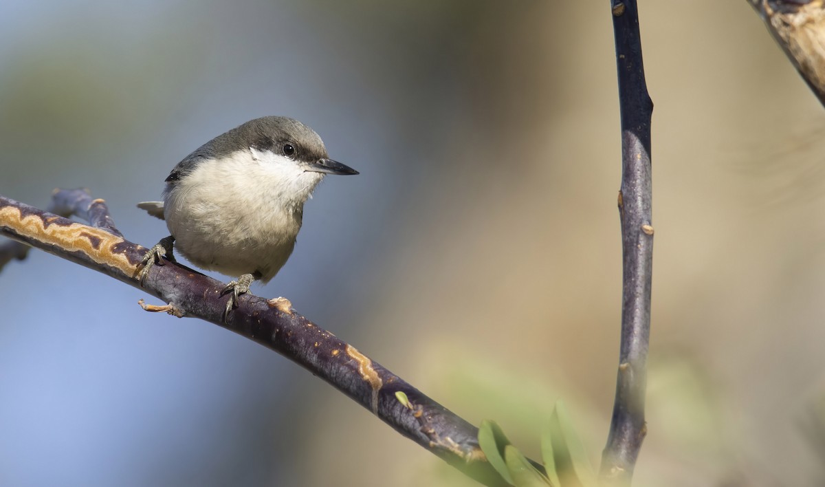 Pygmy Nuthatch - ML427428161