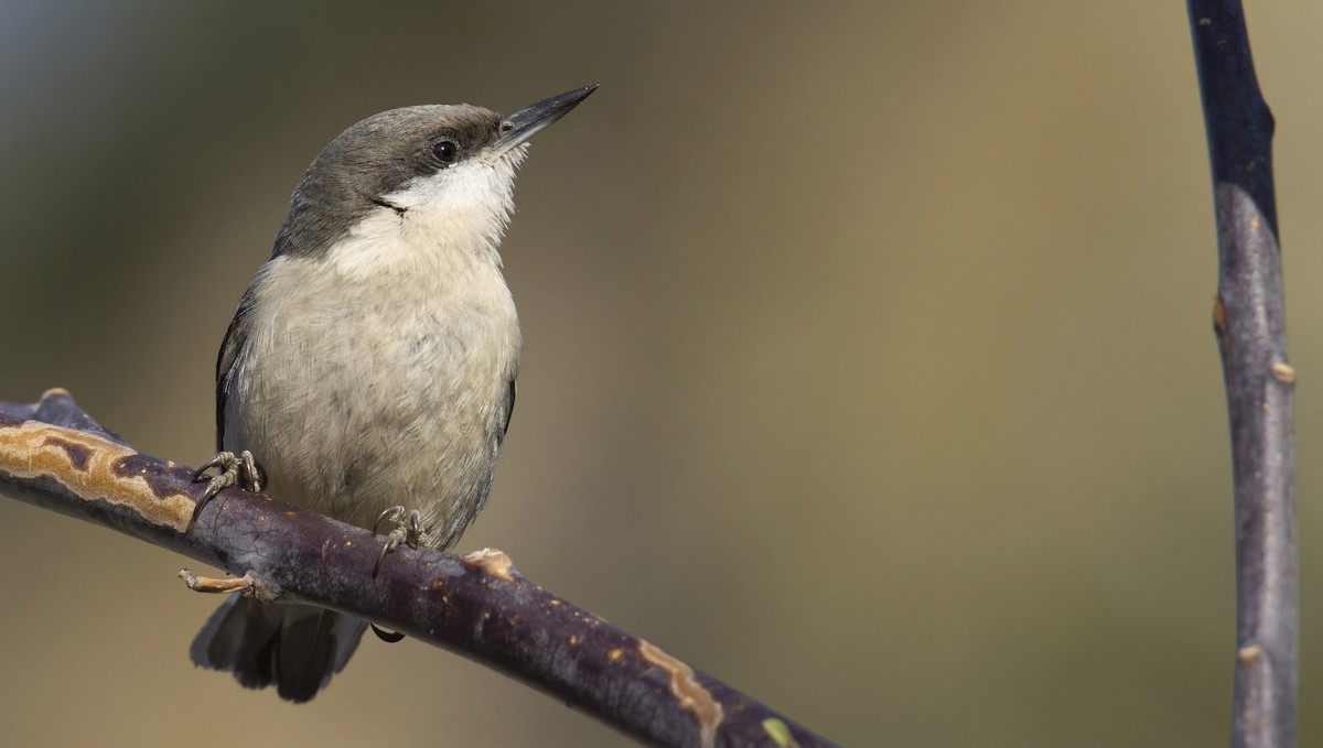 Pygmy Nuthatch - ML427428171