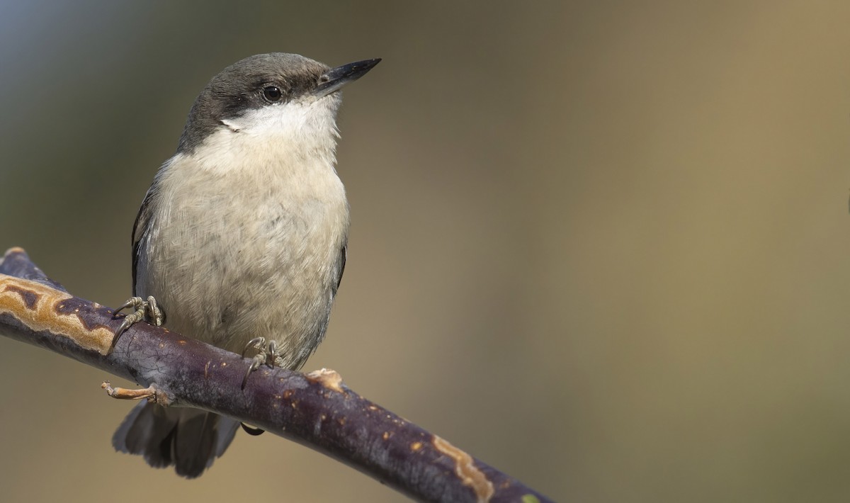 Pygmy Nuthatch - ML427428191