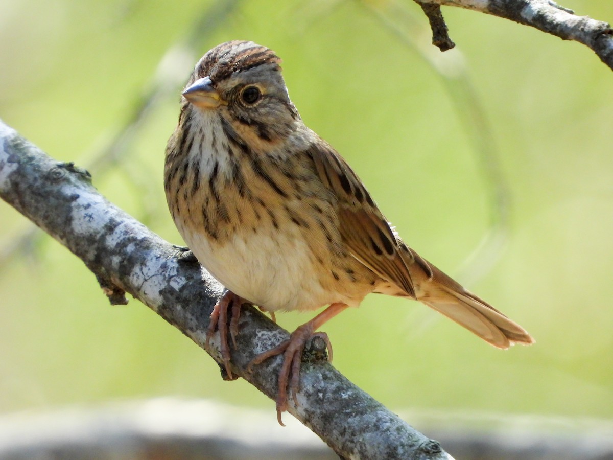 Lincoln's Sparrow - ML427428251