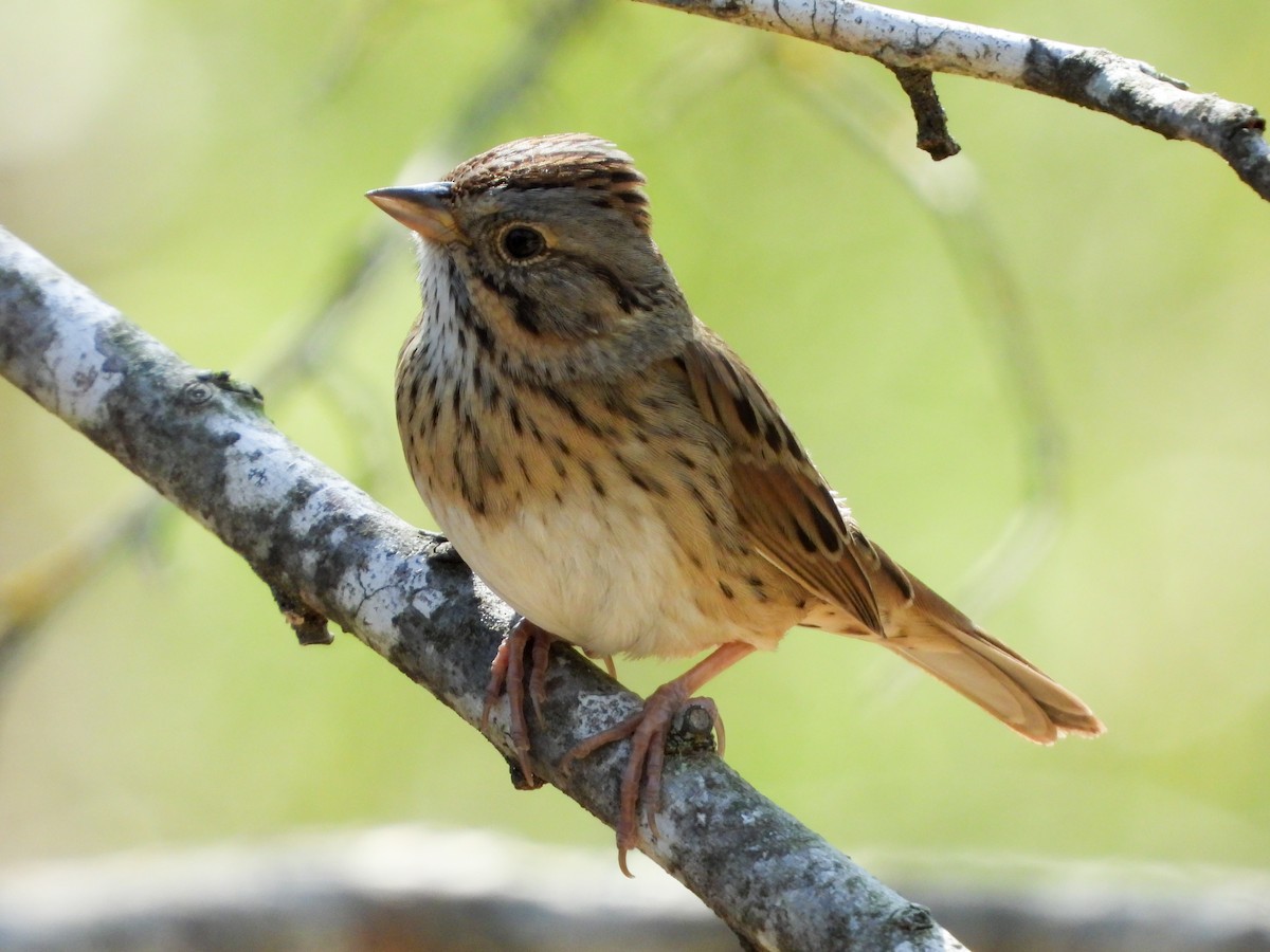 Lincoln's Sparrow - ML427428281
