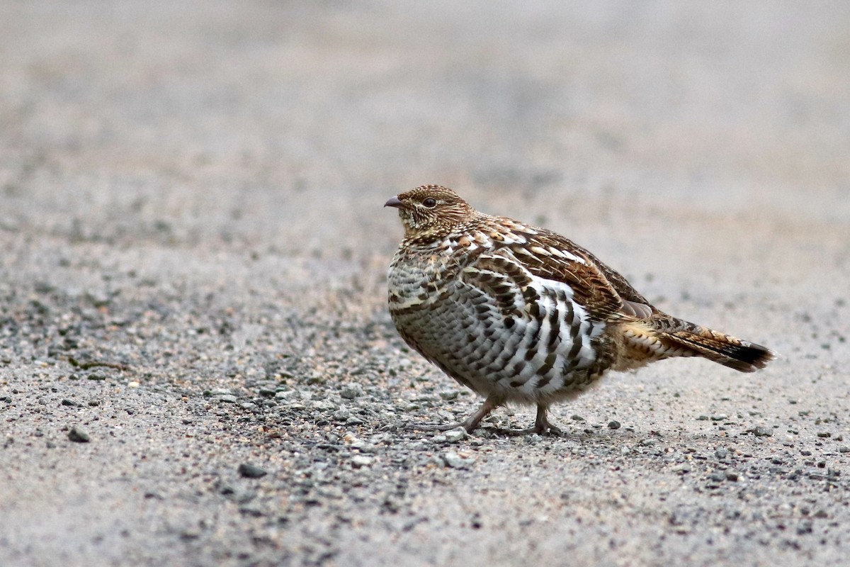 Ruffed Grouse - George Forsyth