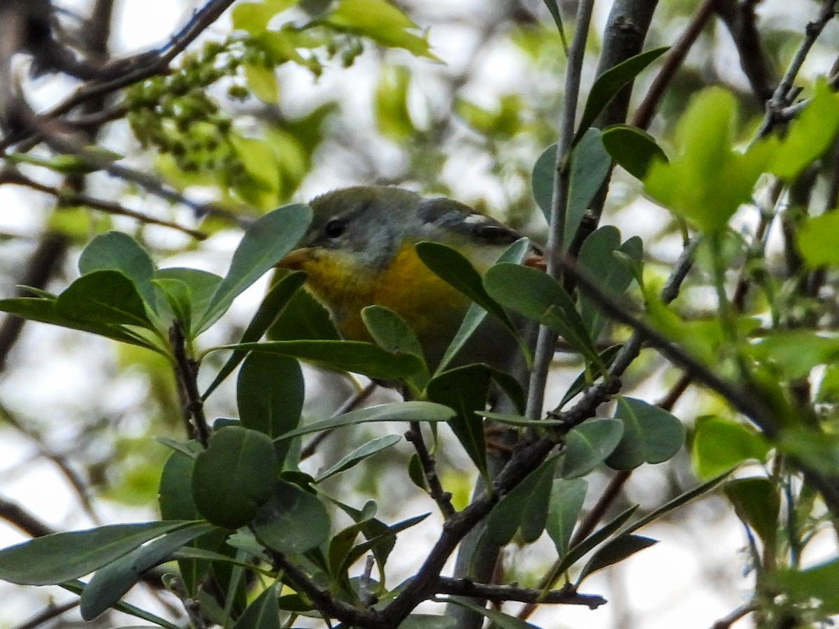 Northern Parula - Doug Smith