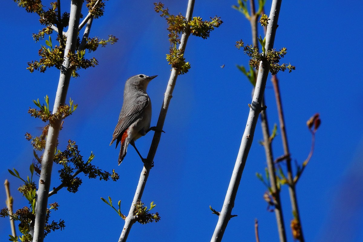 Lucy's Warbler - ML427430571