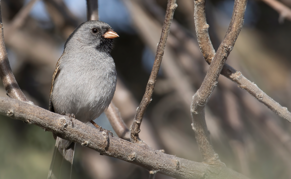 Black-chinned Sparrow - ML427431841