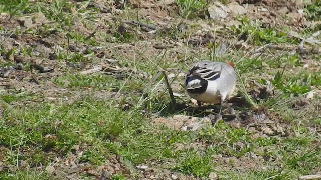 Eurasian Wigeon - ML427432921