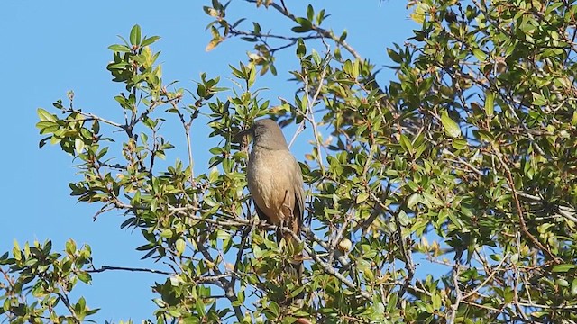 California Thrasher - ML427434411