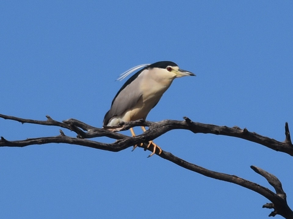 Black-crowned Night Heron - ML427435371